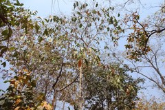 Glochidion lanceolarium